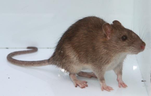 Proef examen KBA versie 1-december 2014 1 Waarvan is dit dier een voorbeeld: a) Bruine Rat b) Zwarte Rat c) Bosmuis d) Huismuis 2 Wat zijn de 3 soorten weringsmaatregelen die je kunt nemen?