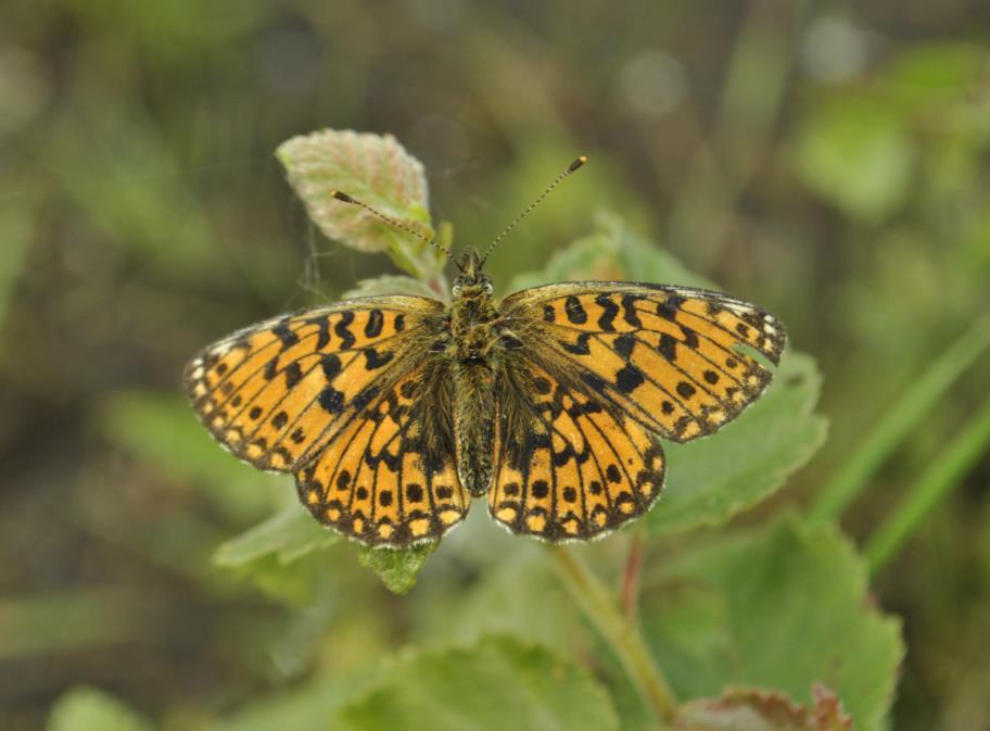 2. Ecologie zilveren maan De zilveren maan (Boloria selene) is een zeldzame parelmoervlinder die in natte, bloemrijke schraalgraslanden en rietlanden voorkomt.