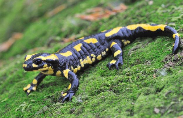 Hij is zeldzaam en leeft vooral in oude eiken-beukenbossen.de vuursalamander is een zeldzame soort die vooral s nachts actief is.