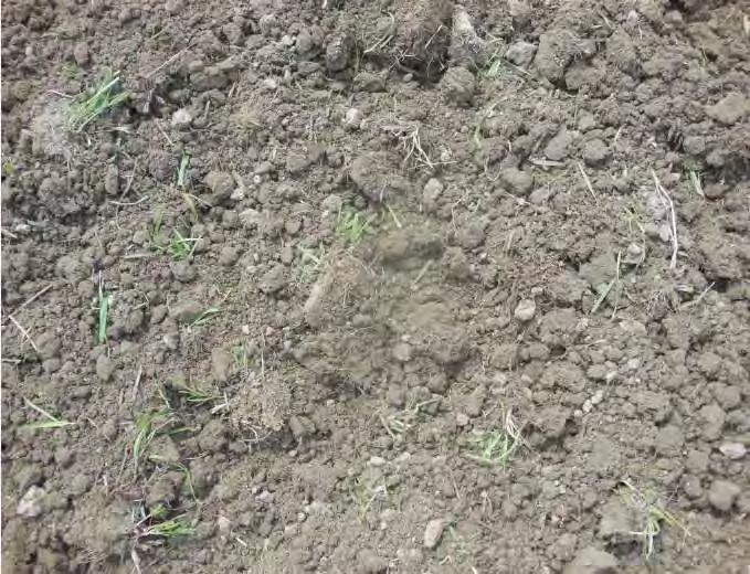 Figuur 168 : Door oppervlakkig frezen plantklaar gelegd proefveld (L) bij onvoldoende en te laat afgedode graszode en (R) bij een graszode doodgespoten halverwege maart.