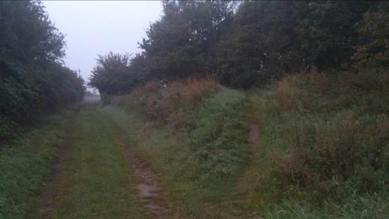 Paarverblijven In de paartijd zijn in het parkje enkele baltsende gewone dwergvleermuizen waargenomen.