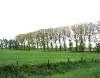 erf / tuin cluster Visie sloot nieuw: coulisse: houtwal - bomenrij sloot weghalen: coulisse sloot Kleinschalig landschap Kromme Rijn In schaal, maat en oriëntatie wordt het landschap van De Uithof