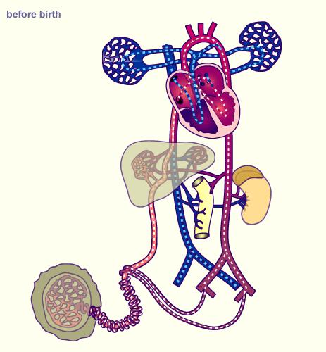 Subgroep analyse Onderverdeling gebaseerd op: *Flow door aortaboog