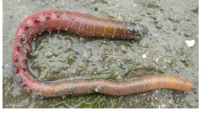 1: Borstelarme ringwormen (Oligochaeta) vb.