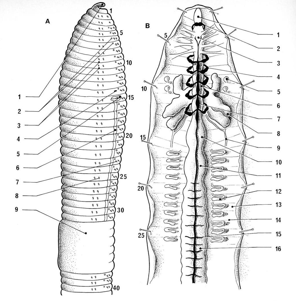 Anatomie van de regenworm Blokje 1(langs) Blokje 2 (langs) Blokje 3