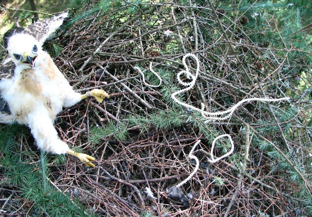 De broedvogels van object Westerveld in 2008 SOVON Vogelonderzoek Nederland Rijksstraatweg 178 6573 DG