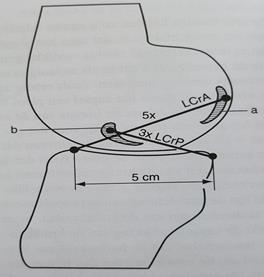 De verhouding in lengte is constant, de lengte van het L.C.A. is altijd vijf derde maal de lengte van het L.C.P.