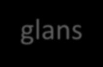 glans 9 8 7 6 5 4