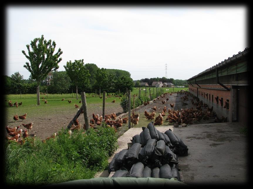 Biologische leghennenhouderij Huisvesting