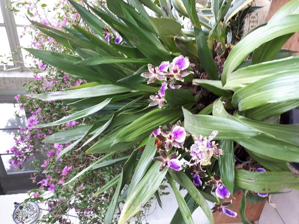 Naar aanleiding van artikeltje over mijn Zygopetalum december. ( De orchidee bloeit nog steeds!