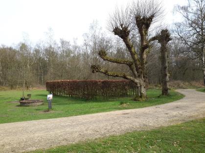 In het bosgebied van Wallenburg loopt de kaarsrechte hoofdontsluiting Nieuweweg naar de plek waar het
