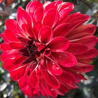 Dahlia 'Soulman' 100 cm, anemoonbloemig, donkerrood.