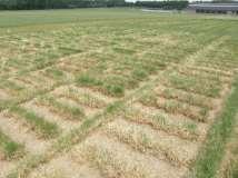 Overzicht Droogte: definitie en gevolgen