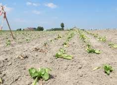 Overzicht Droogte: definitie en gevolgen