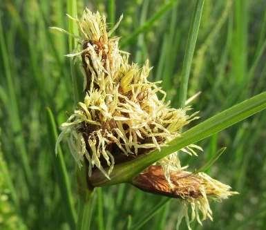 Herkennen Knolcyperus - zeebies - Classificatie 1.