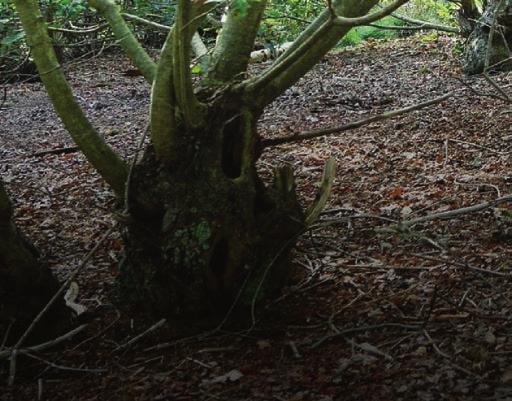 Natuurbegraafplaats Kranenburg