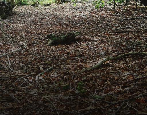 natuurbegraafplaats van Overijssel op het