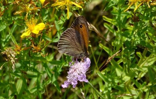 Groeiende vraag naar natuurbegraven In navolging van Engeland, waar het al vele tientallen jaren mogelijk is, is er in ons land sinds enkele jaren een groeiende vraag naar natuurbegraven.