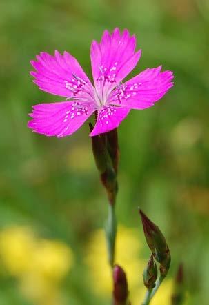 De Zwolse anjer In het logo van de Zwolse Natuurbegraafplaats heeft de Zwolse anjer (Dianthus deltoides) een prominente plek.