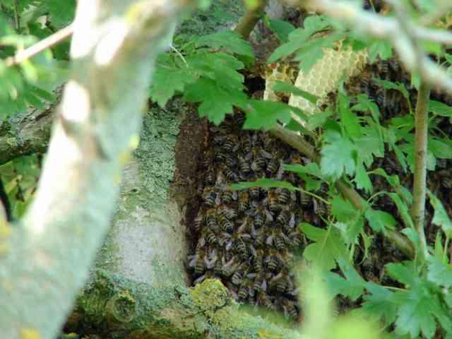 daar onder een grote massa bijen die daar hun