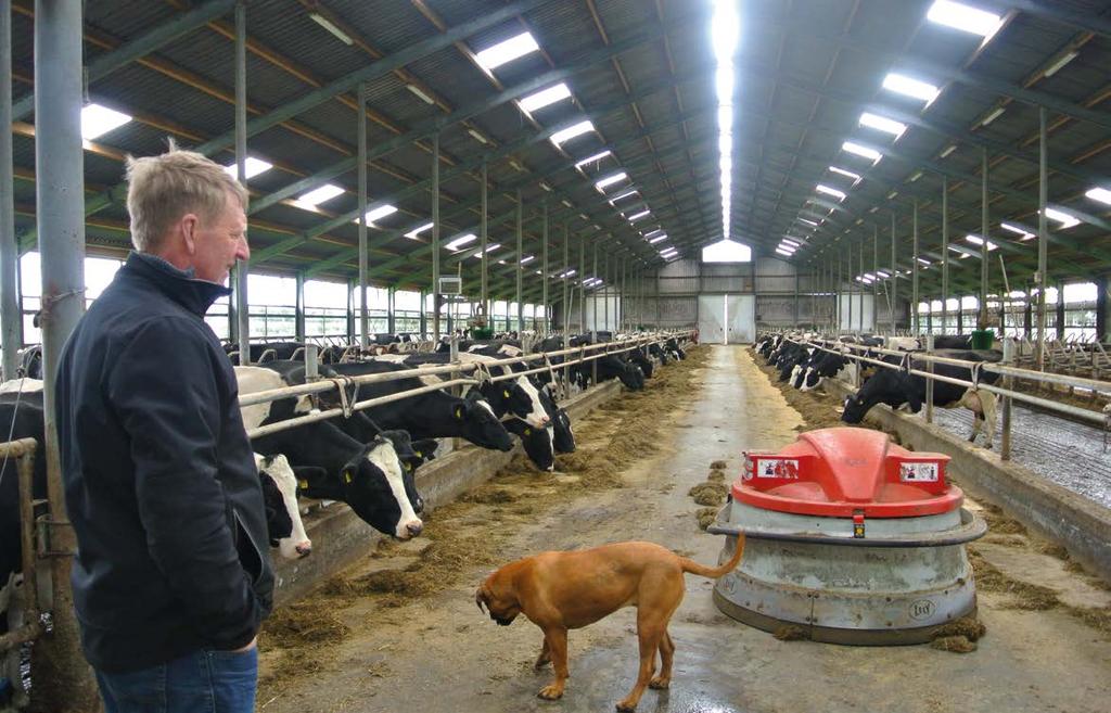 Wat doet u op het gebied van koecomfort? Auke: In 2013 hebben we een nieuwe stal gebouwd. De koeien liggen heerlijk in de vrije ligboxen. Op de vloer waar de koeien lopen, liggen rubberen stroken.