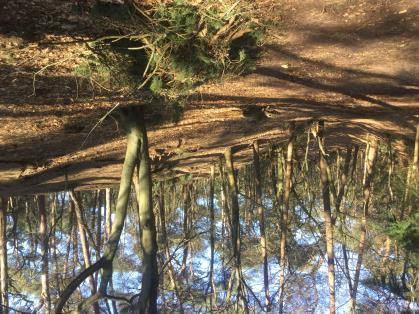 3 3. We komen in het Zeisterbos waar het geopad over grote lengte een met witte cijfers op bomen gemarkeerd wandelpad volgt.