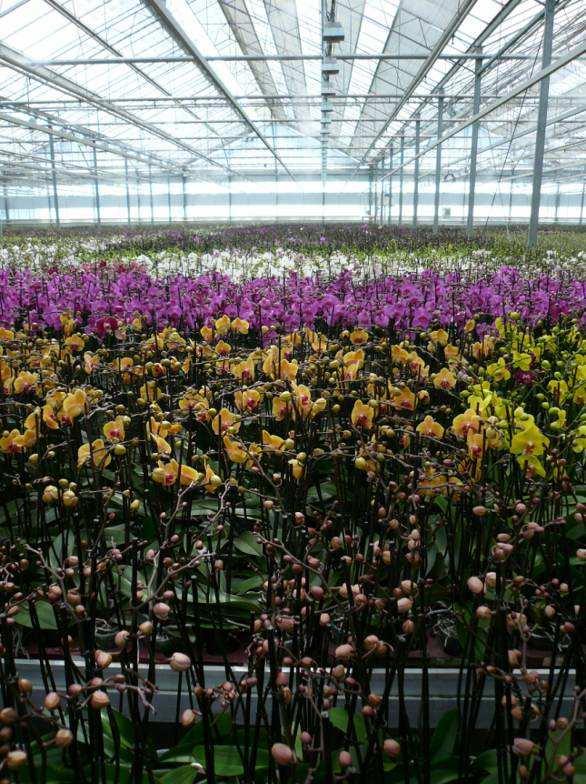 Phalaenopsis: Slimmer belichten en CO 2 doseren? Sander Hogewoning Plant Lighting B.V. Energiek Event 9 maart 217 Team: dr. ir.