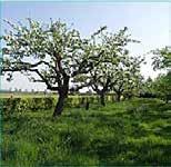 tamme kastanje 14-16 klwrt 1 Juglans regia noot 14-16 klwrt 2 Prunus 'Merchant' hoogstam kers 14-16 klwrt Onderhoud bomen Houtwal [825 m2].