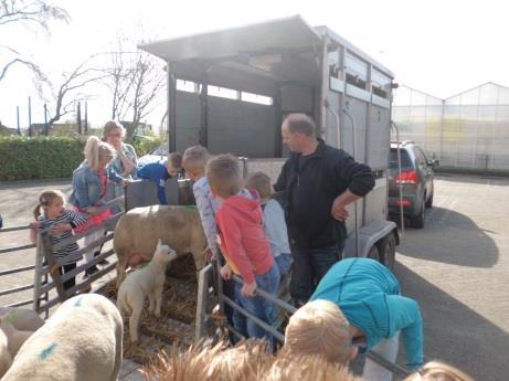 Op de parkeerplaats hadden ze een hek neergezet zodat de kinderen alle schapen en lammetjes goed konden zien.
