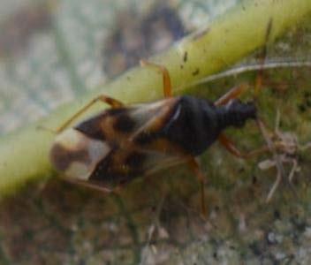 Resultten: roofwntsen Fenologie soorten o Orius species o