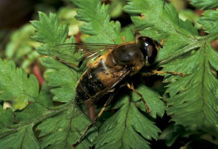 In delen van het agrarisch gebied met iets meer natuurlijke elementen (cluster Agrarisch, overgang ), zijn er naast bovengenoemde soorten nog diverse andere soorten die een belangrijke rol in de