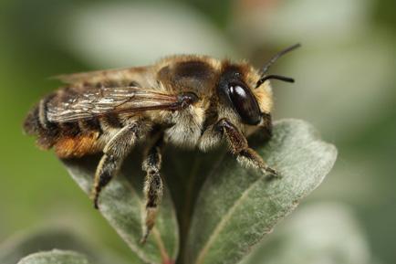 Figuur 11 De Kustbehangersbij (Megachile maritima) is gebonden aan open, droge, bloemrijke habitats.