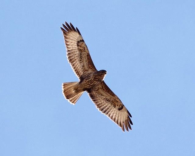 Buizerd