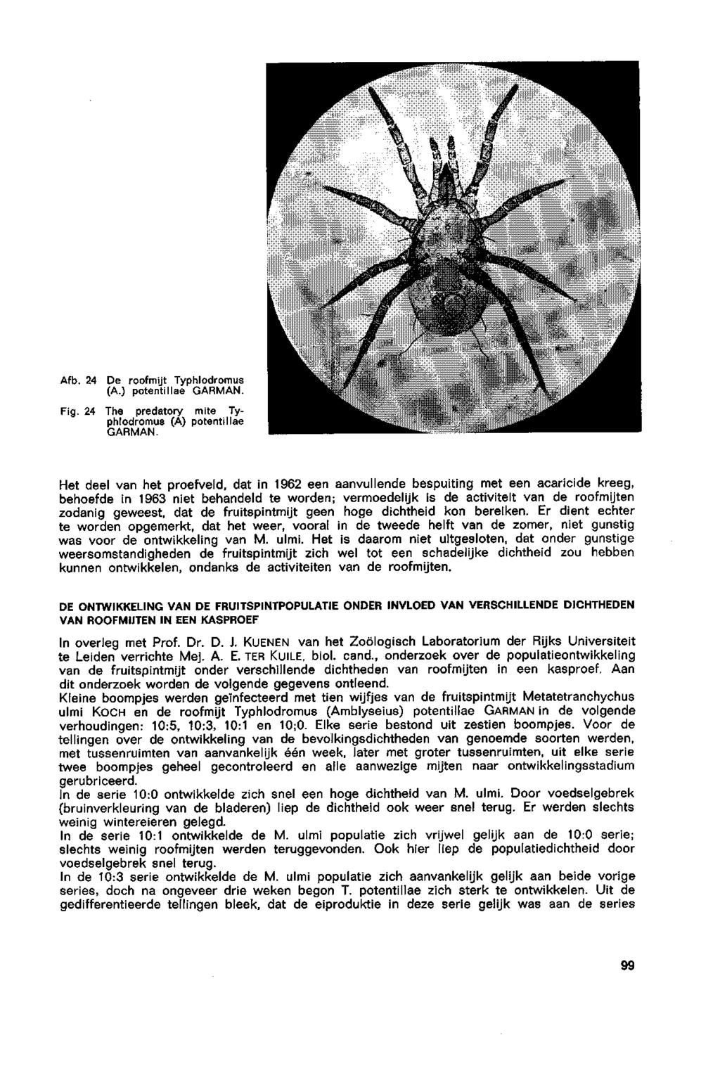 Afb. 24 De roofmijt Typhlodromus (A.) potentillae GARMAN. Fig. 24 The predatory mite Typhlodromus (A) potentillae GARMAN.