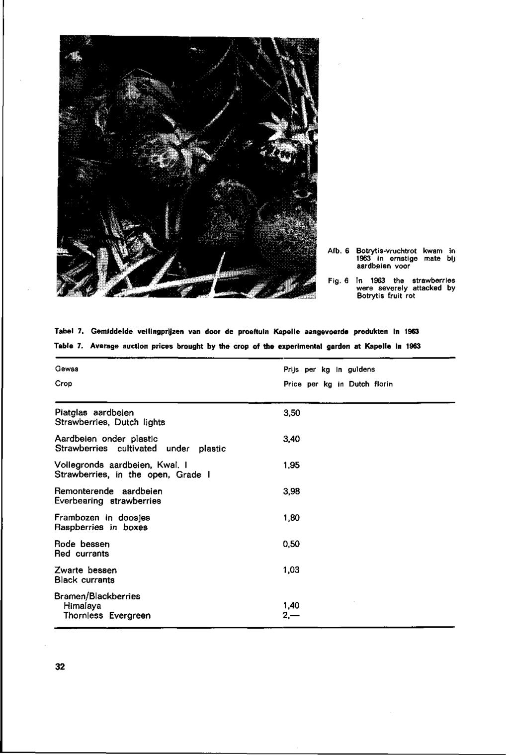 Afb. 6 Botrytis-vruohtrot kwam In 1963 in ernstige mate bij aardbeien voor Fig. 6 In 1963 the strawberries were severely attacked by Botrytis fruit rot Tabel 7.