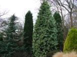 Als je de ruimte hebt is het natuurlijk wel leuk om ergens in de tuin een spar neer te zetten die als kerstboom kan dienen zodat je niet