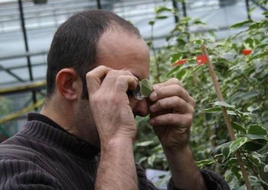 Monitoringstechnieken Scouting in het gewas (loep 15x): Spint (onderkant blad) Trips (in bloemen) Echinotrips op onderzijde bladeren Witte vlieg (larven op