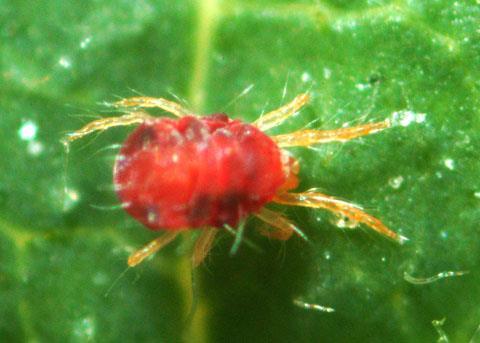 Monitoring Phytoseiulus persimilis Enkel waarneembaar in