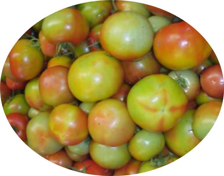 afscheiding Plakkende vruchten Roetdauw Tomato irregular