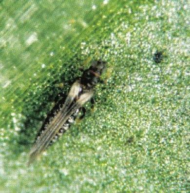 Trips Belangrijkste in vruchtgroenten: - tabakstrips Thrips tabaci - californische trips