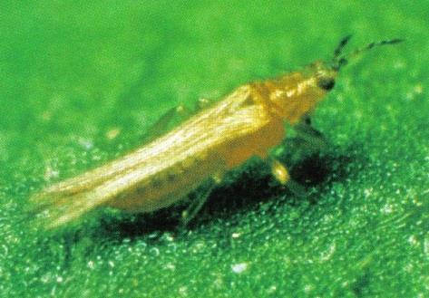 americanus Levenswijze: 6 stadia - Ei~: paprika wratachtige vergroeiing - 2 larvale~: