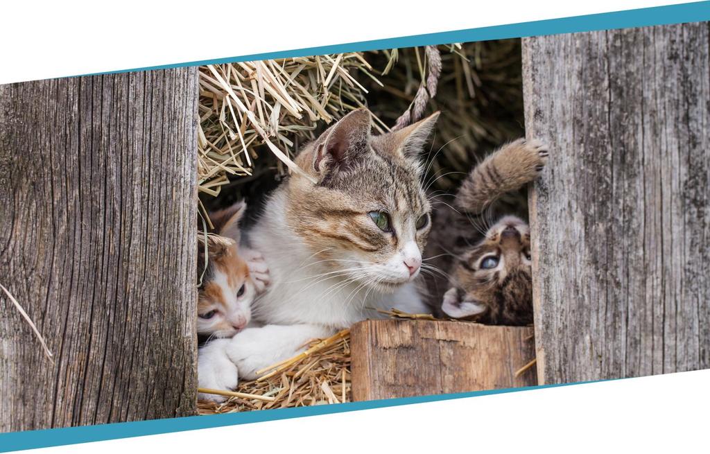 Hooibergkittens zijn kittens die geboren worden in de hooiberg van een boerderij.