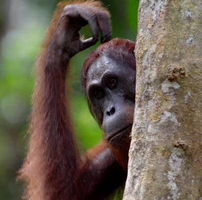 Tijdens deze reis door Maleisisch Borneo is een bezoek aan de volgende Nationale Parken in het reisprogramma opgenomen, inclusief toegangsgelden: Bako Nationaal Park: tijdens een bezoek aan Bako
