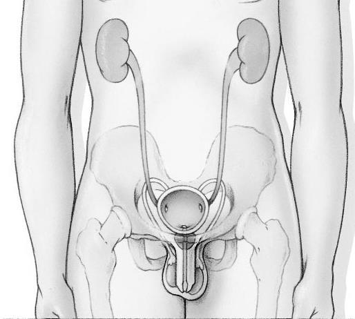 De blaaswand bestaat verder uit verschillende spierlagen. Aan de buitenkant van de blaas bevinden zich een vetlaagje en enkele lymfevaten. Hieronder is een afbeelding van de urinewegen: A C B A.