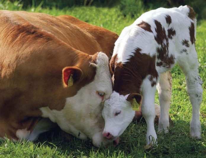 Diercategorie 101 en 102 vrouwelijk jongvee jonger dan 1 jaar voor de melkveehouderij. mannelijk jongvee jonger dan 1 jaar voor de melkveehouderij.