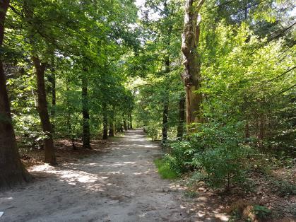 20 7. Bij de tweede afslag naar links volgt de blauwe route een deel van de kaarsrechte ontsluitingsweg. Daar zien we weer het bosgedeelte met verspreide heuvels.