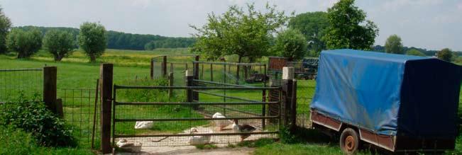 elkaar versterken, of in elk geval in samenhang tot een oplossing komen. Kromme Rijngebied De gemeente versterkt de kwaliteit van de Ecologische Hoofdstructuur in het Kromme Rijngebied.