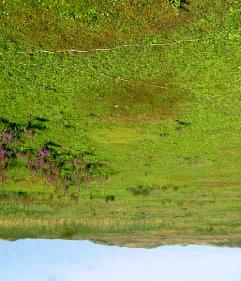 Plagproef 1990 Ecologische groepen Het aandeel van kalkminnende pioniersoorten en soorten van kalkrijke duinvalleien neemt gestaag toe tot 1998, maar zakt dan weer in als gevolg van de zeer natte