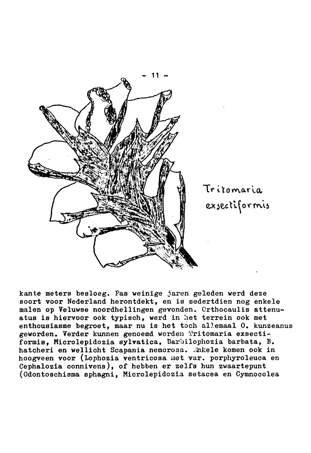 11 Tritomaria exsectiformis kante meters besloeg. Pas weinige jaren geleden werd deze soort voor Nederland herontdekt, en is sedertdien nog enkele malen op Veluwse noordhellingen gevonden.