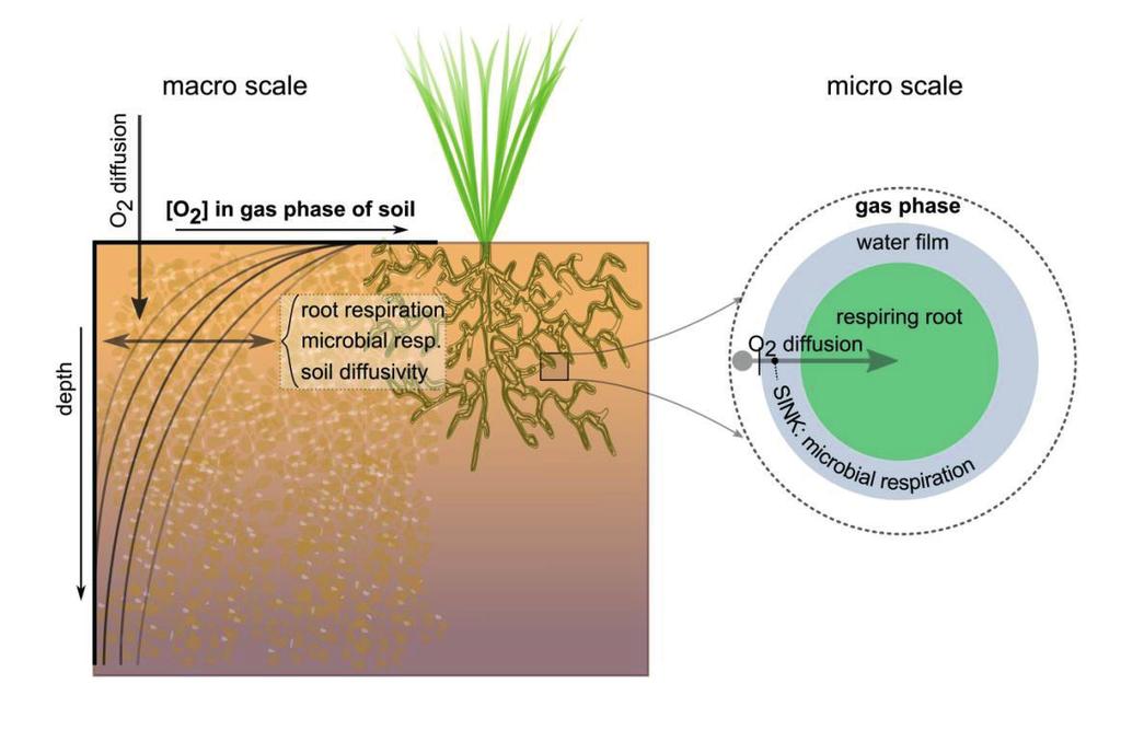 poriën vervangen door water (Figuur 4.2). Hierdoor wordt de beschikbaarheid van zuurstof limiterend voor wortelrespiratie. Planten respireren om energie voor groei en onderhoud te verkrijgen.